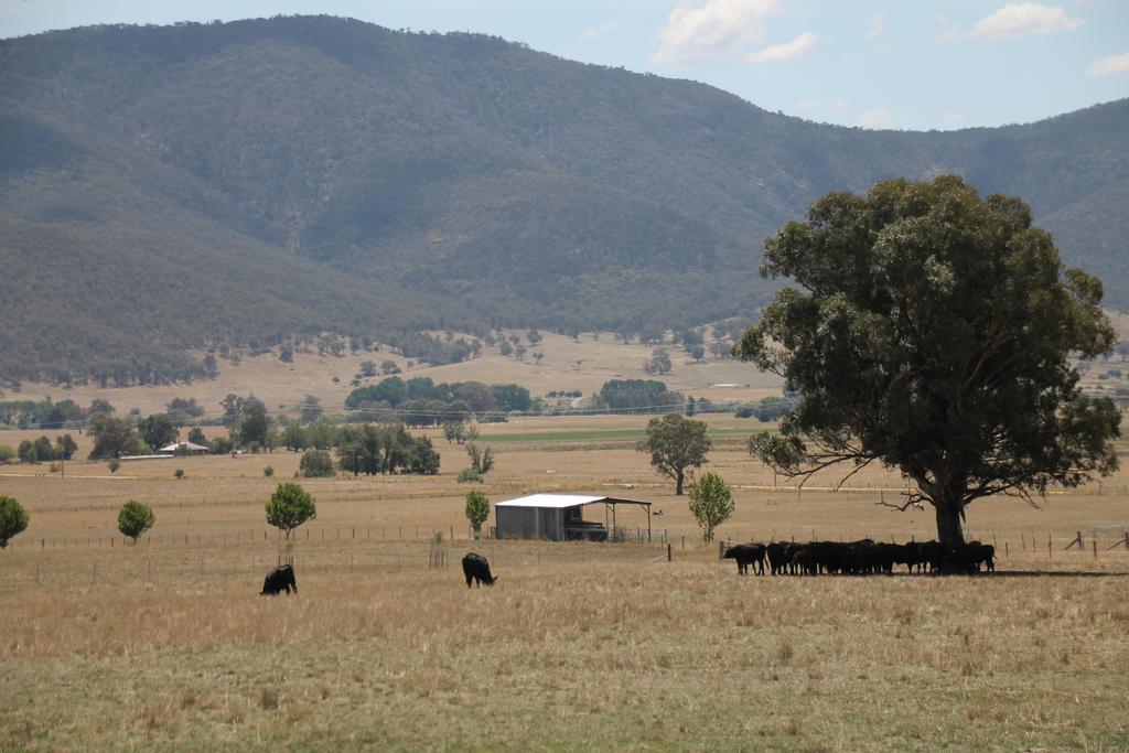 Mountain View Motel Corryong エクステリア 写真